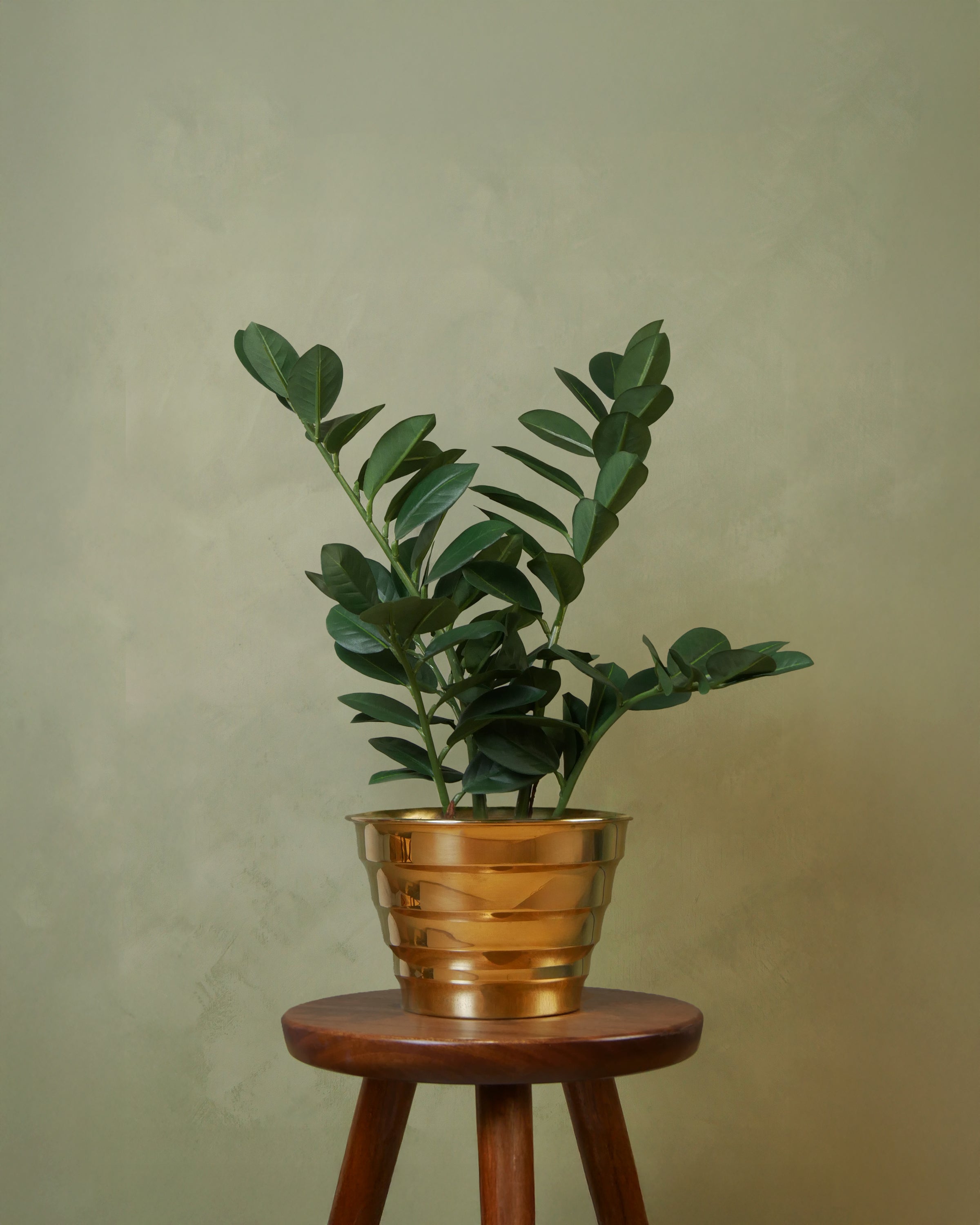 Zamifolia UV 50 cm