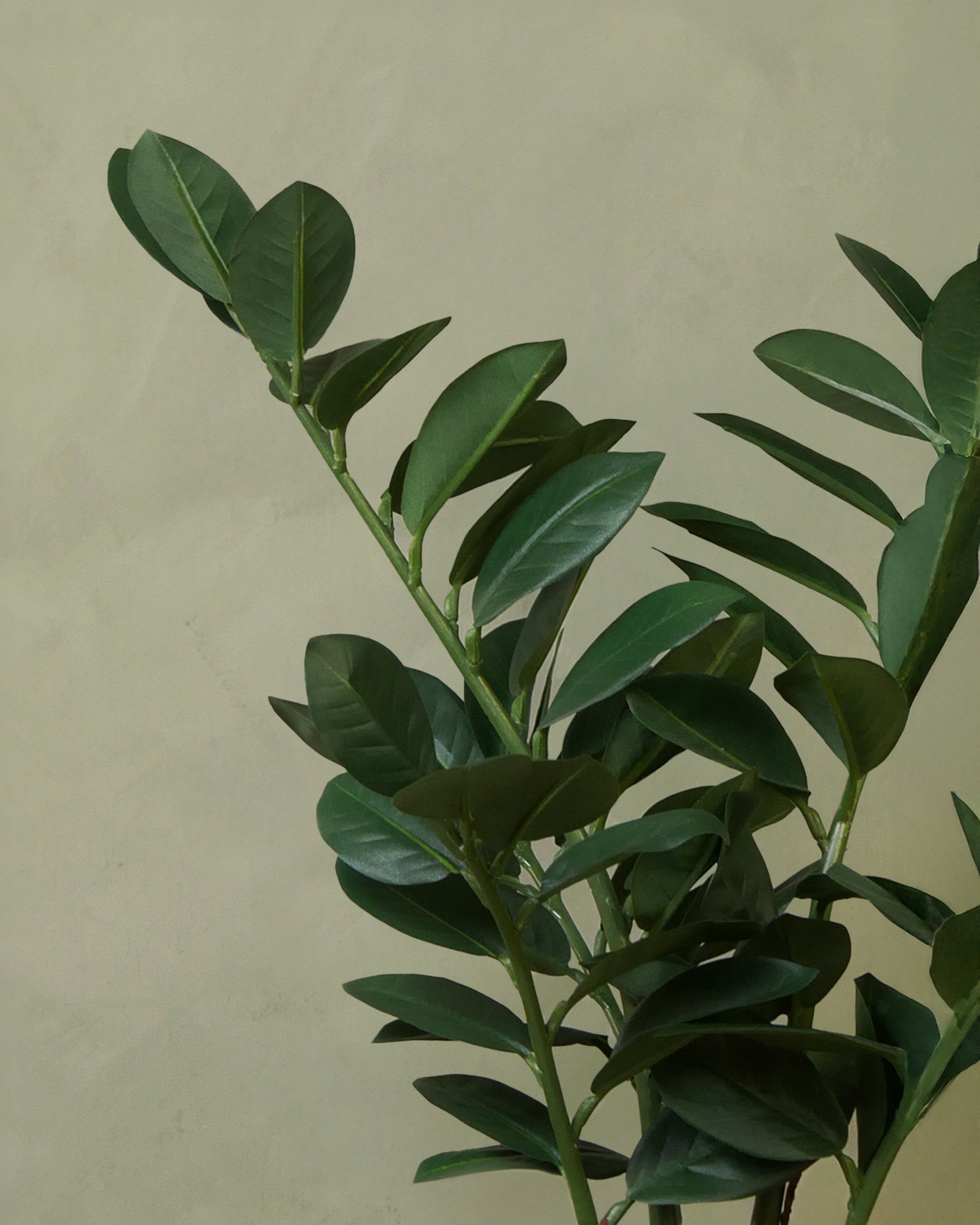 Zamifolia UV 50 cm