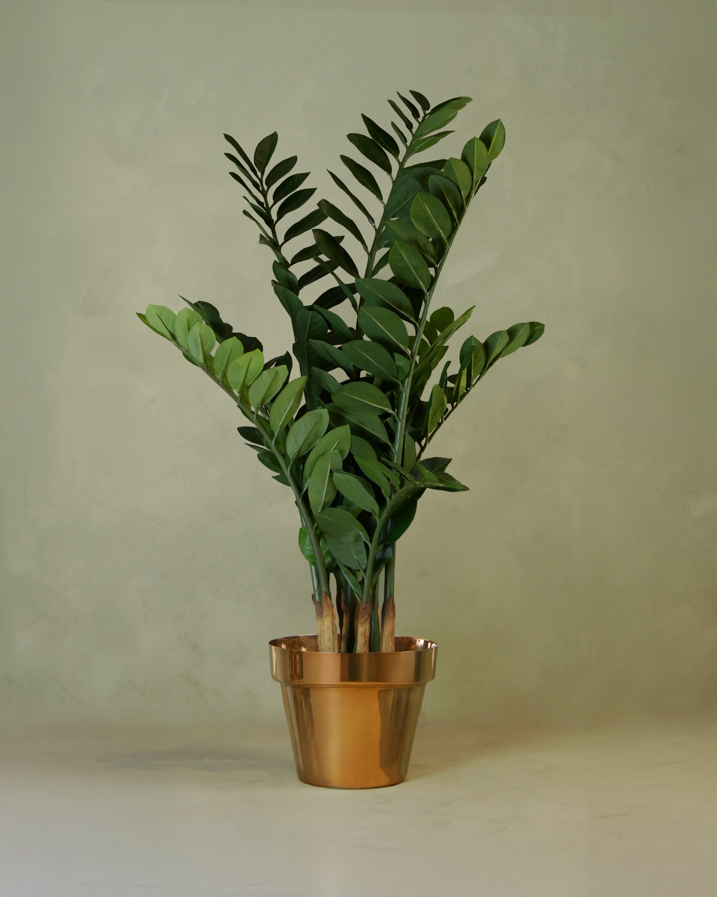 Zamifolia 110 cm