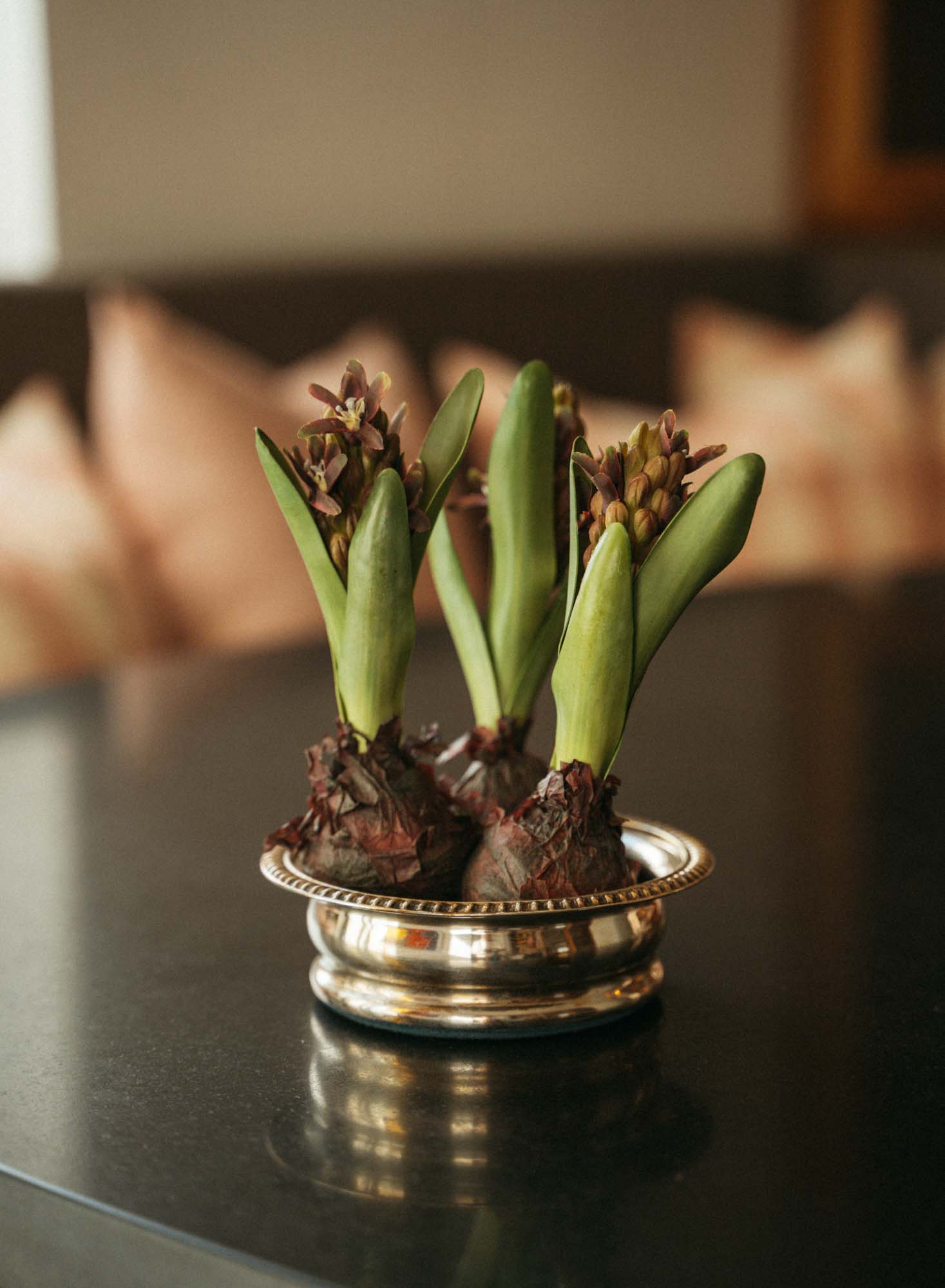 Hyacint 22 cm, Alla färger