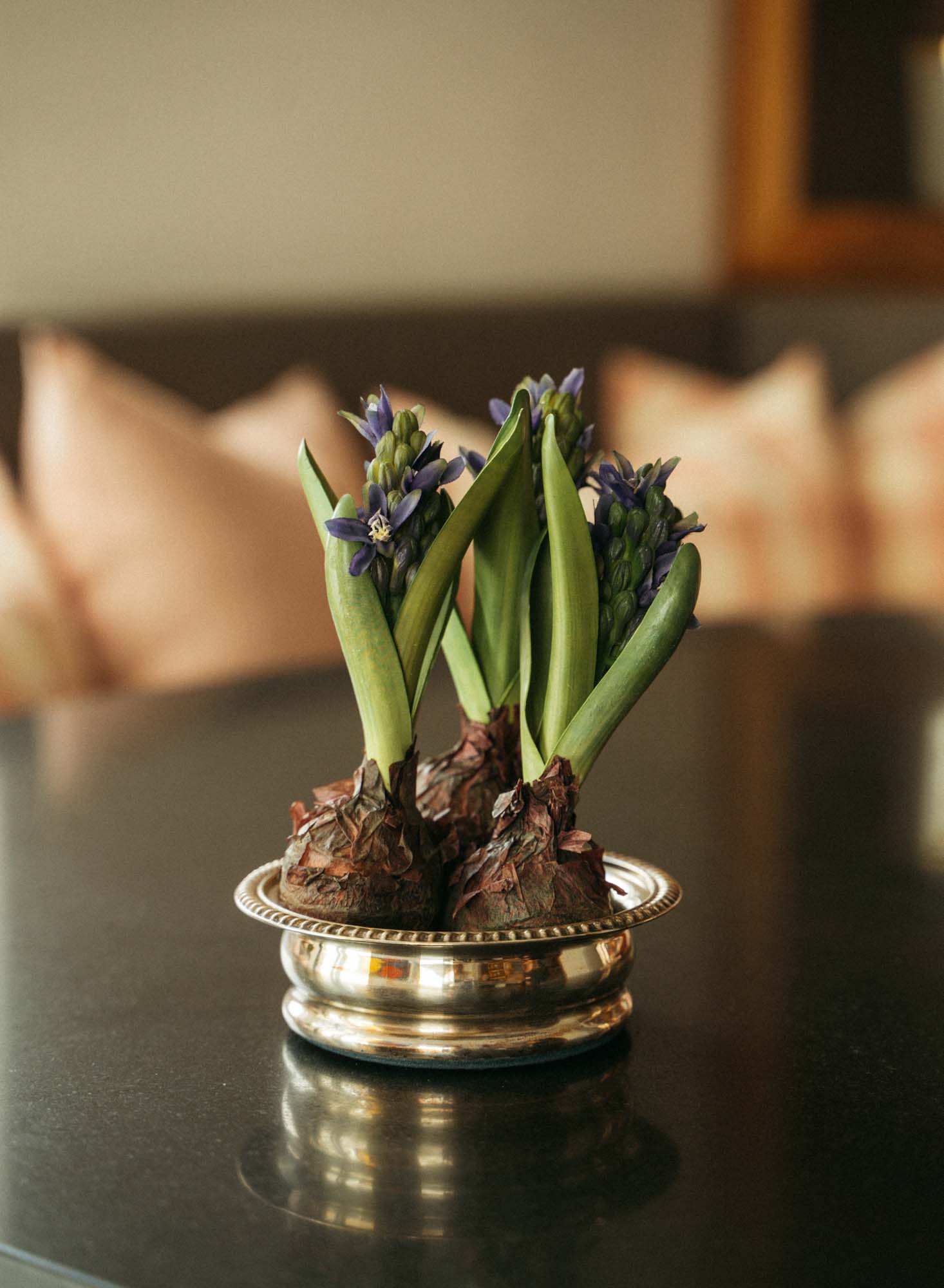 Hyacint 22 cm, Alla färger