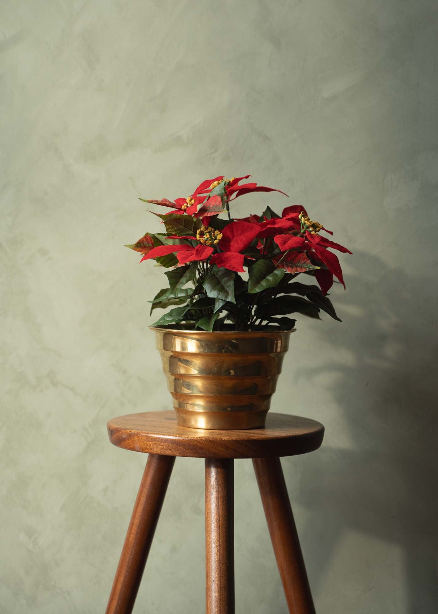 Julstjärna 26-35 cm, röd