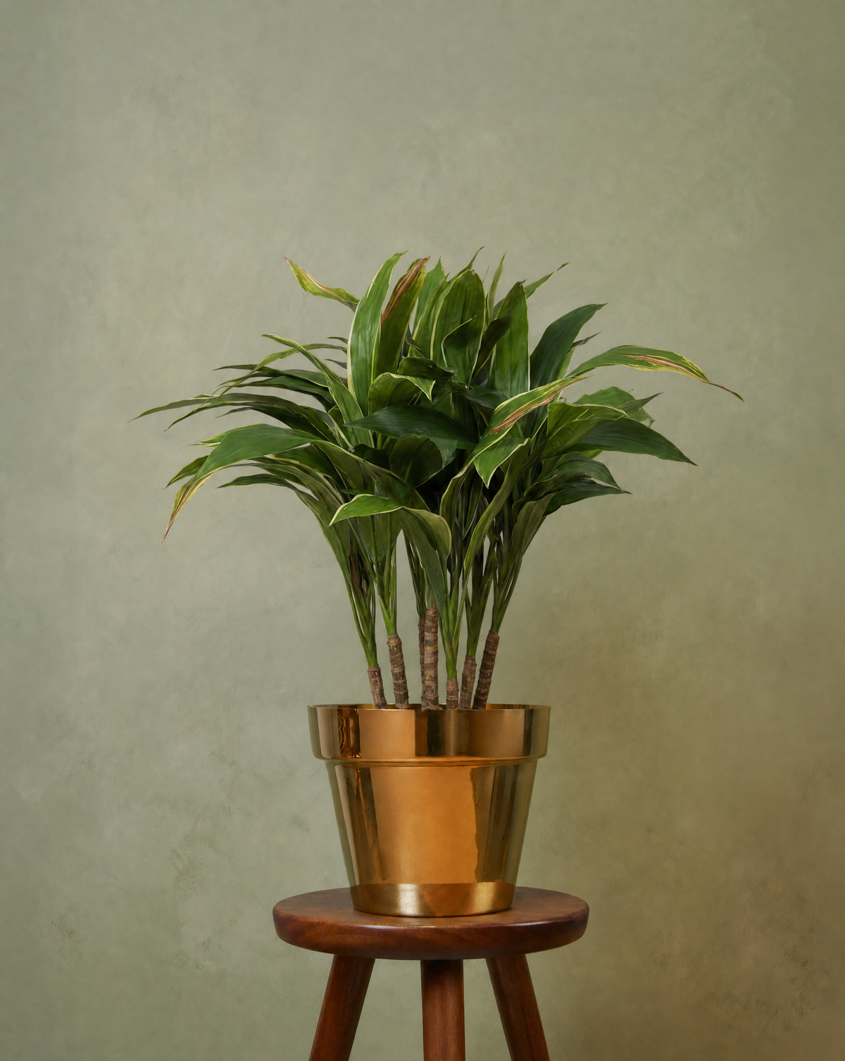Cordyline plant 70 - 90 cm