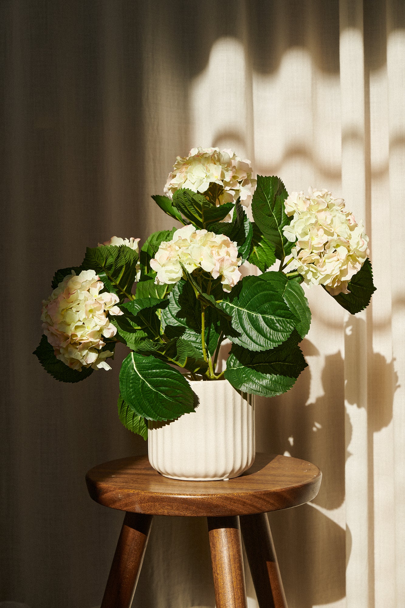 Hortensia i kruka 40cm, ljusgrön