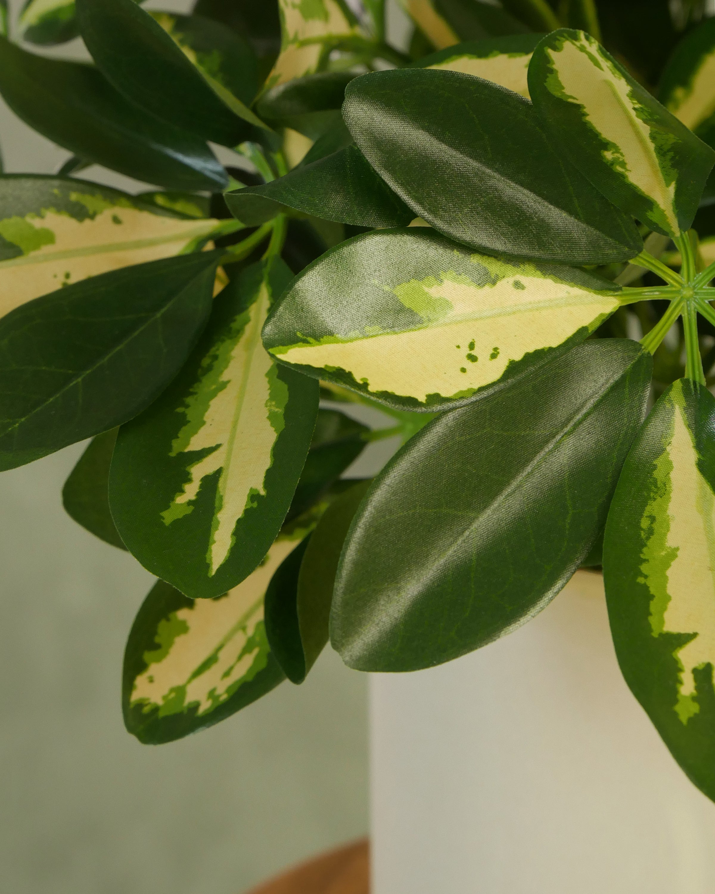Baby Schefflera 45 cm