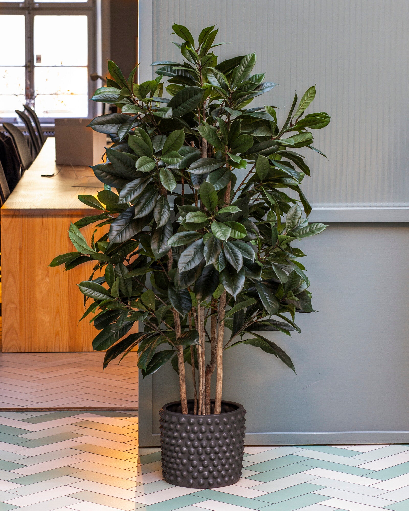 Cyathistipula-träd UV 150 cm