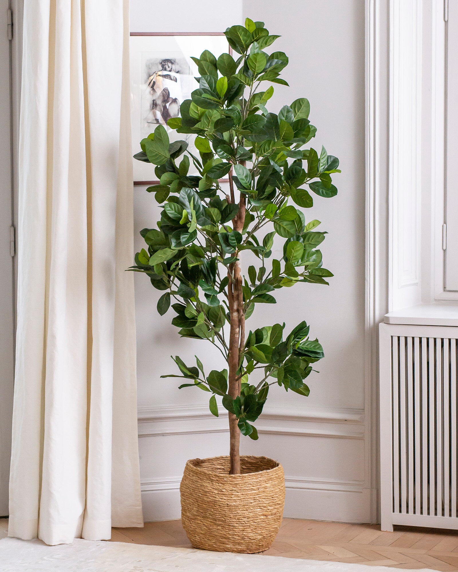 Jackfruit-träd 170 cm