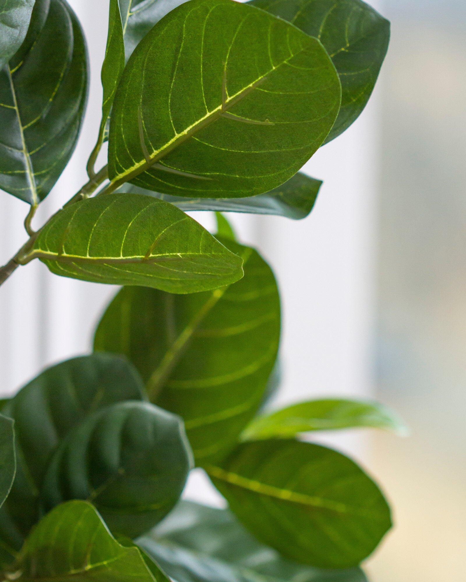 Jackfruit-träd 170 cm