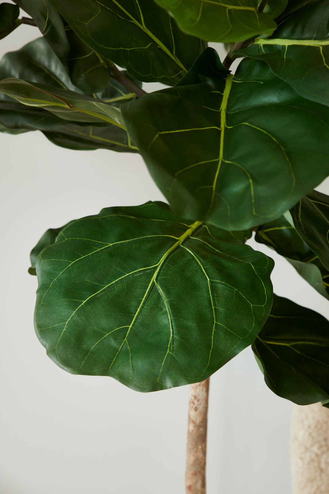 Fikus toppboll-träd UV 140 cm