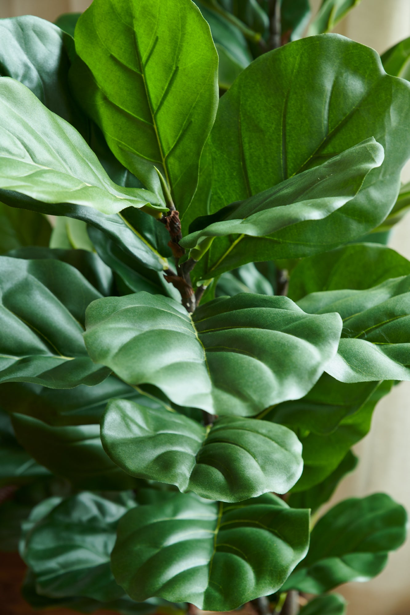 Fiolfikus UV 100-140 cm