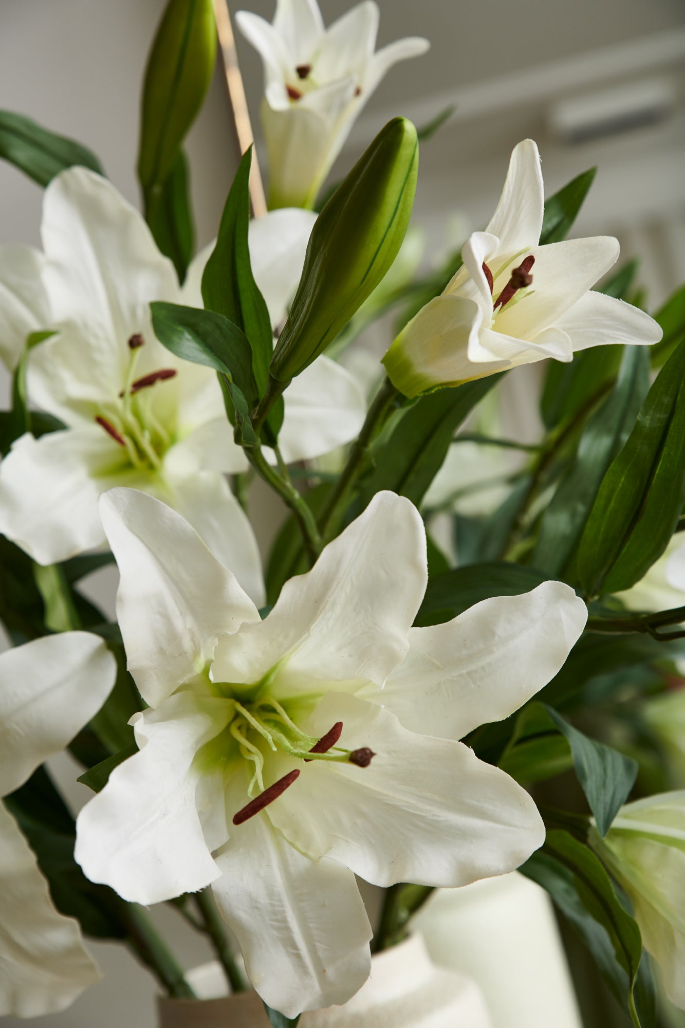 Lily White, 70 cm