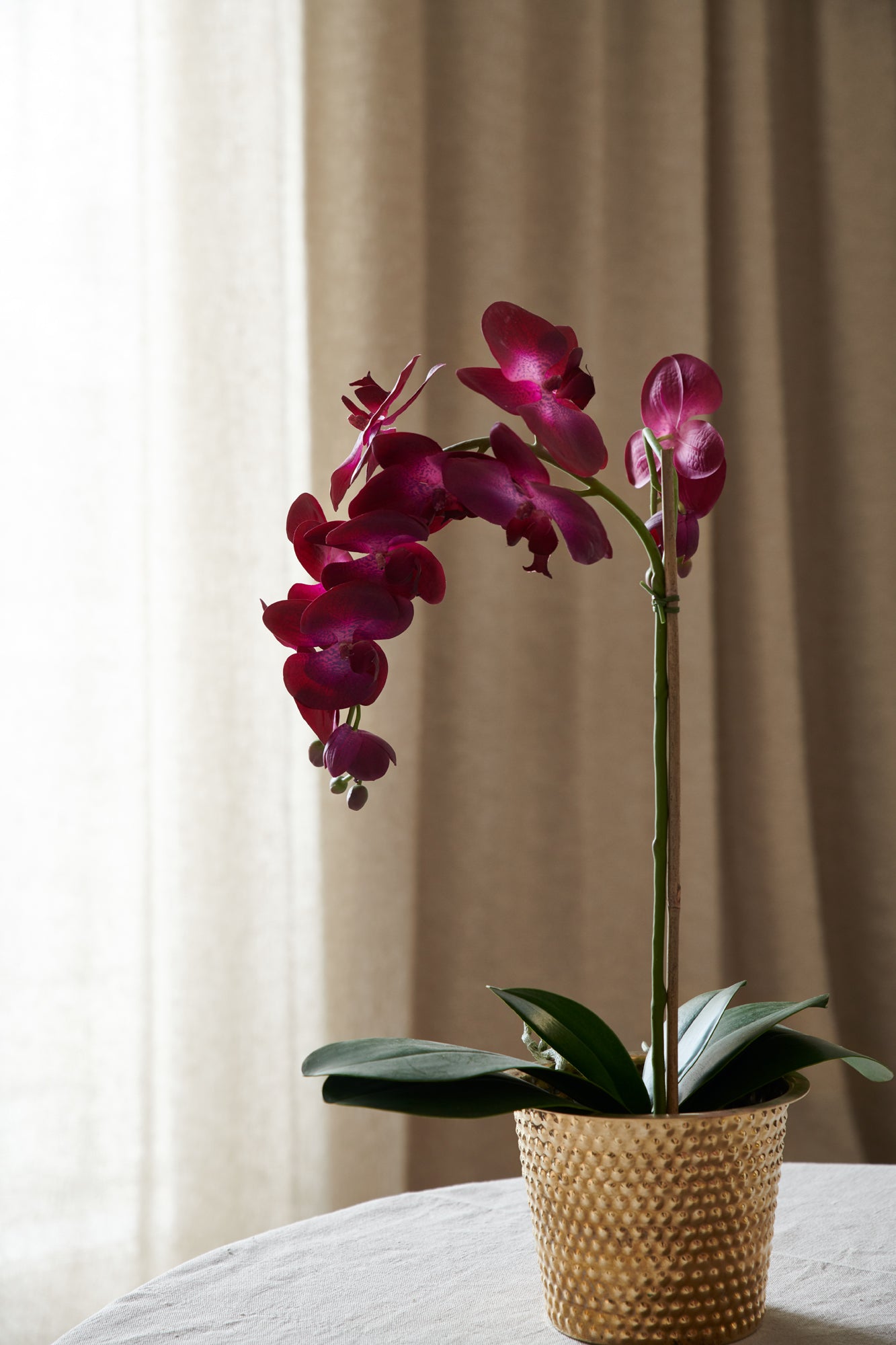 Orchid in pot 60 cm, dark pink