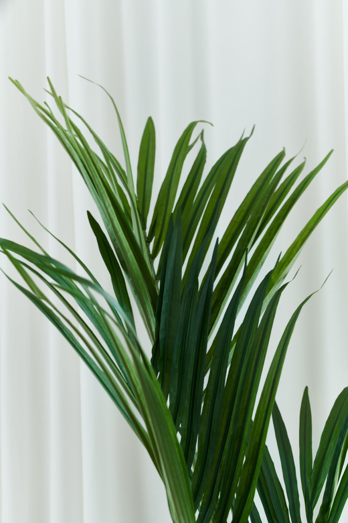 Kentia palm UV 120-200 cm