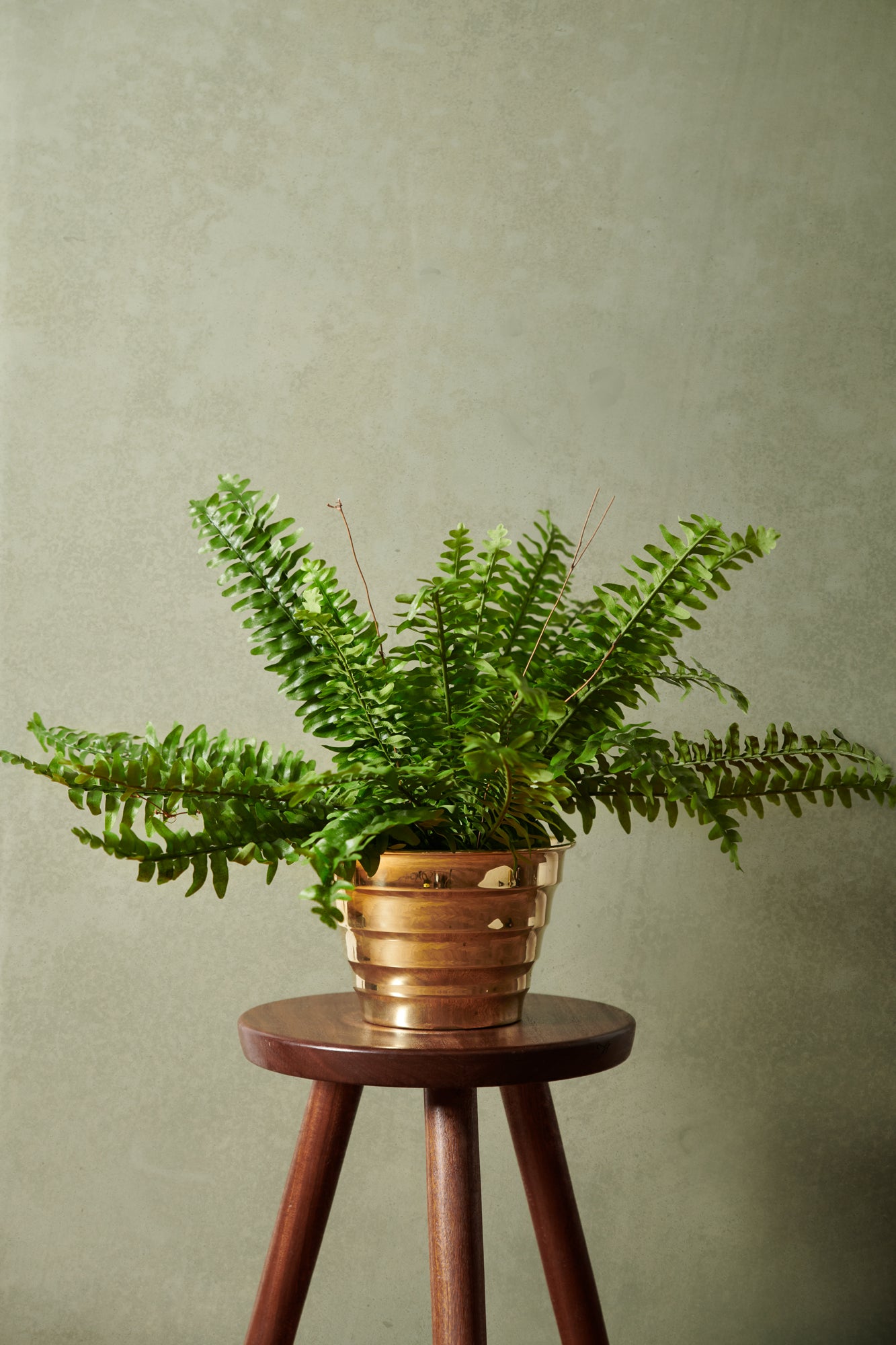 Fern UV 60 cm