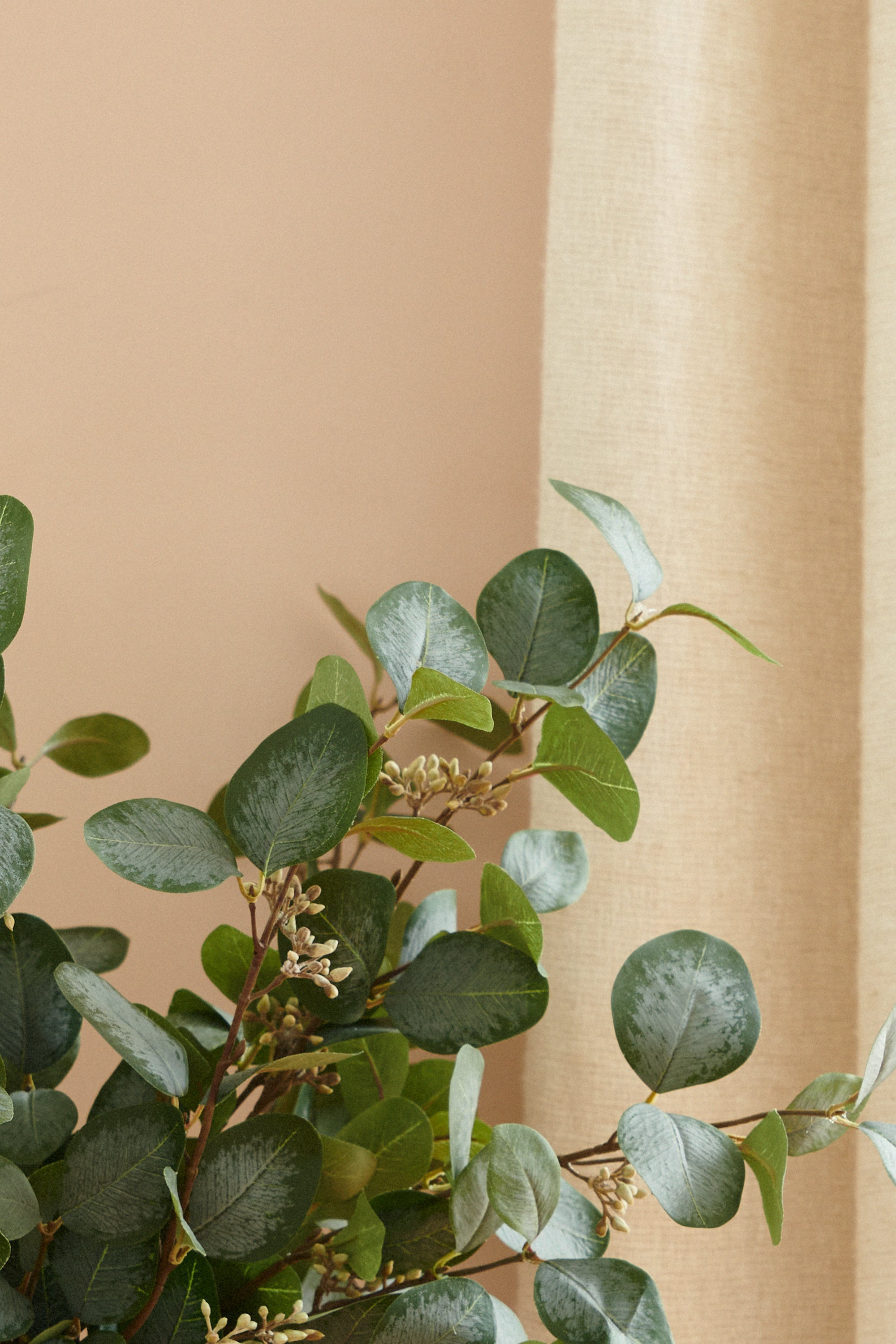 Eucalyptus with berries 70-100 cm