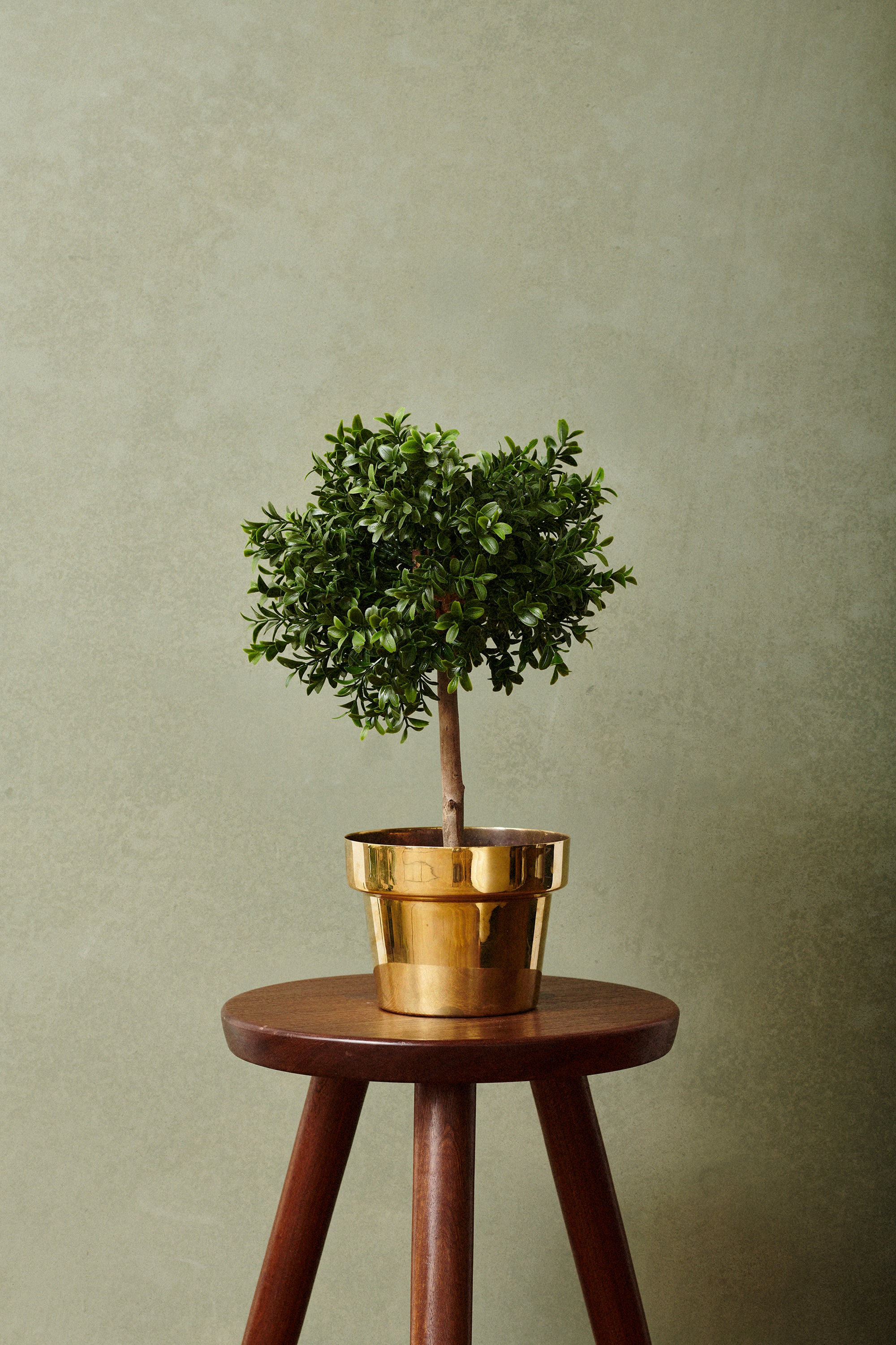 Buxbom mini UV 30 cm