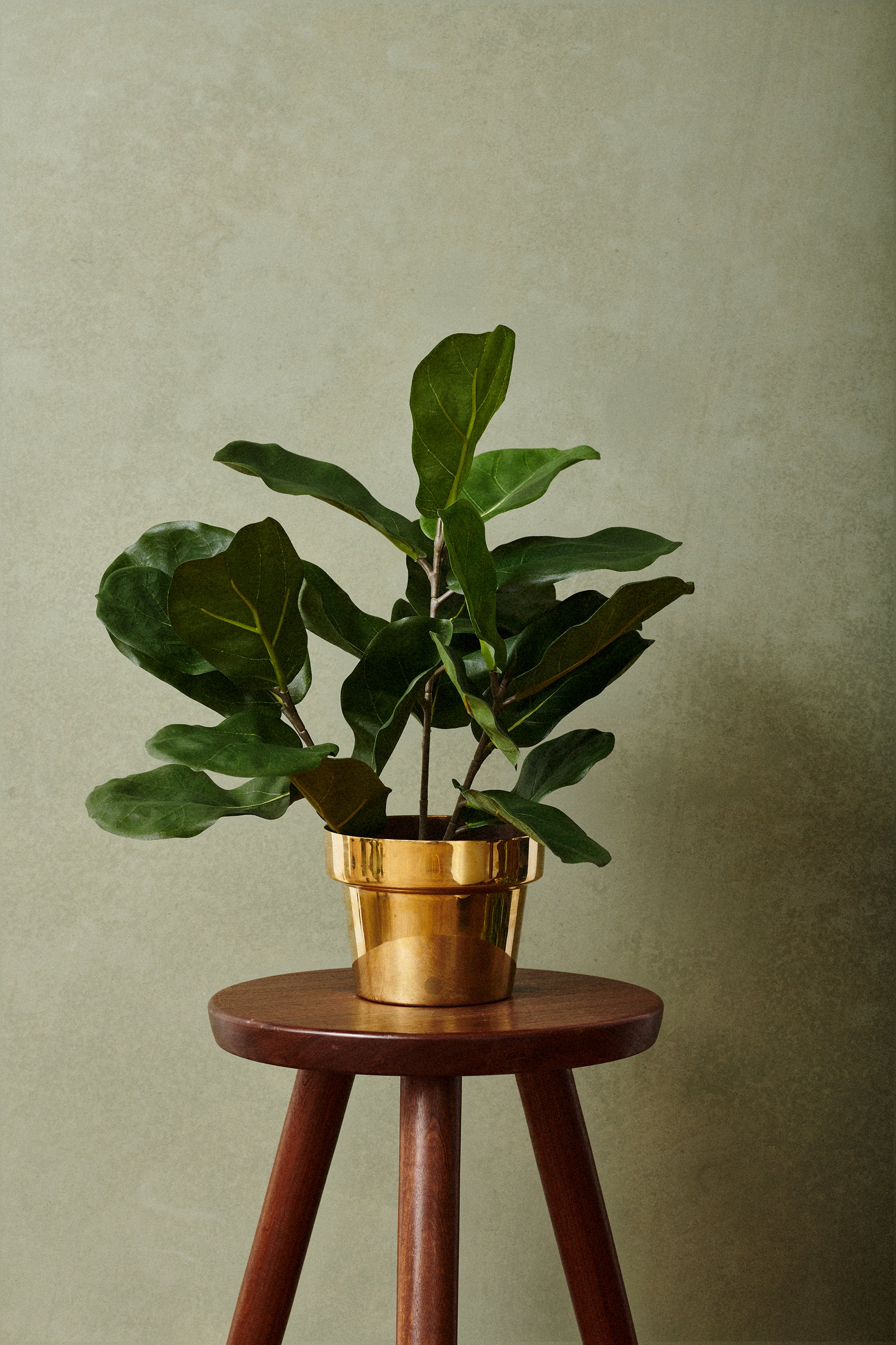 Fiddle leaf fig 45-65 cm