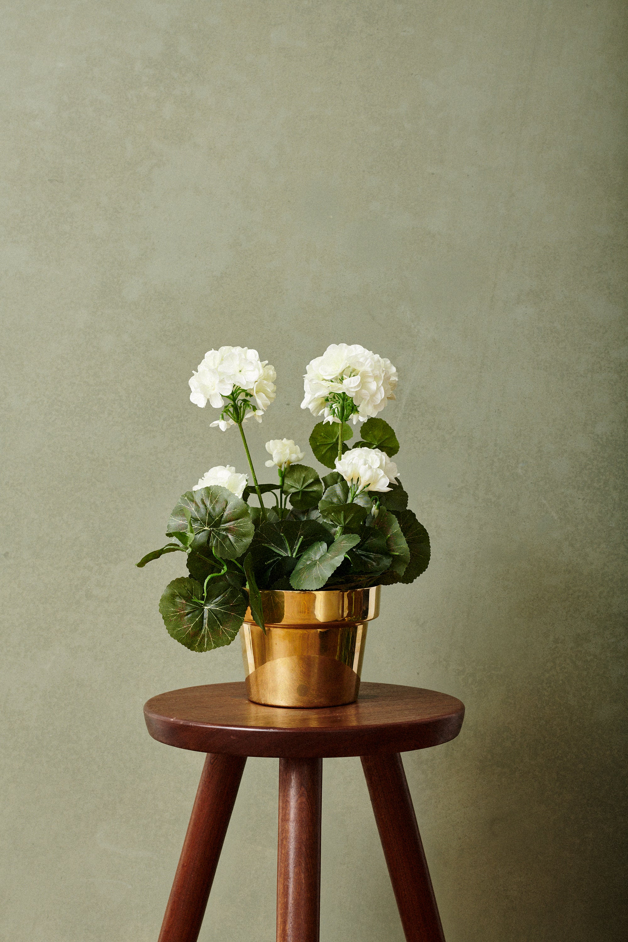 Geranium UV 35 cm, white/light pink/red