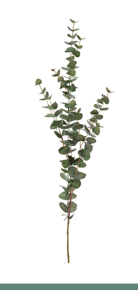 Eucalyptus 60 - 120 cm