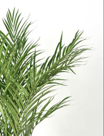 Areca palm UV 120-170 cm
